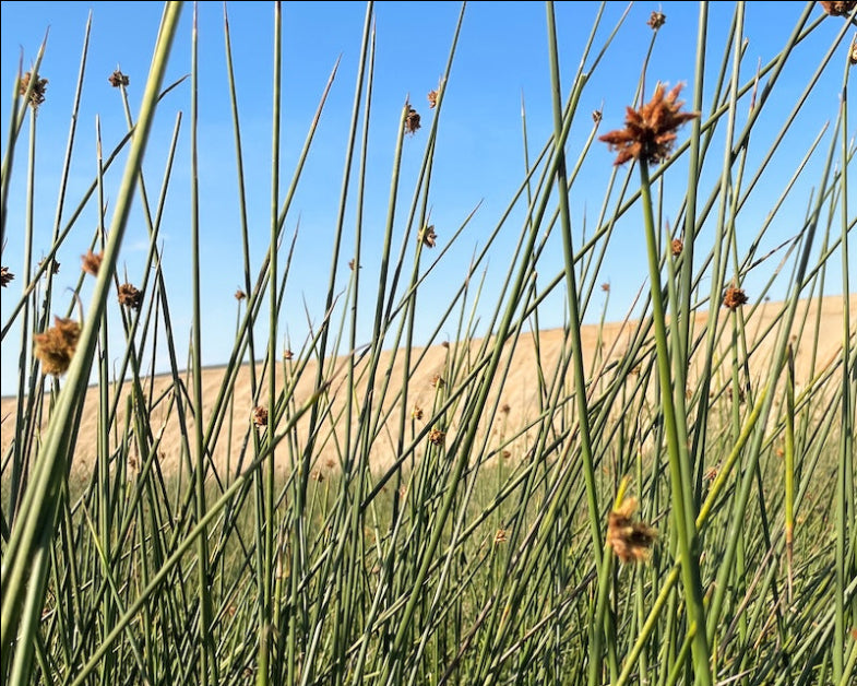 Tall green plants with brown buds against a clear blue sky